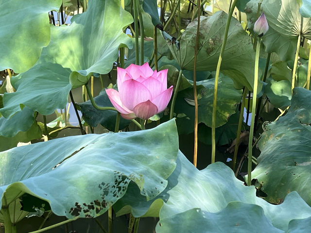 夏日荷花別樣紅，相約在永康香樟公園看荷