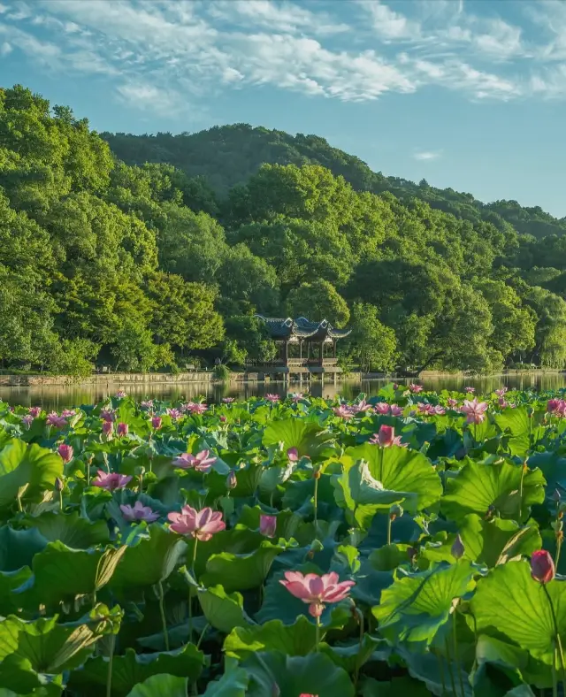 夏季一定要帶孩子來西湖