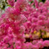 Beijing in Bloom!