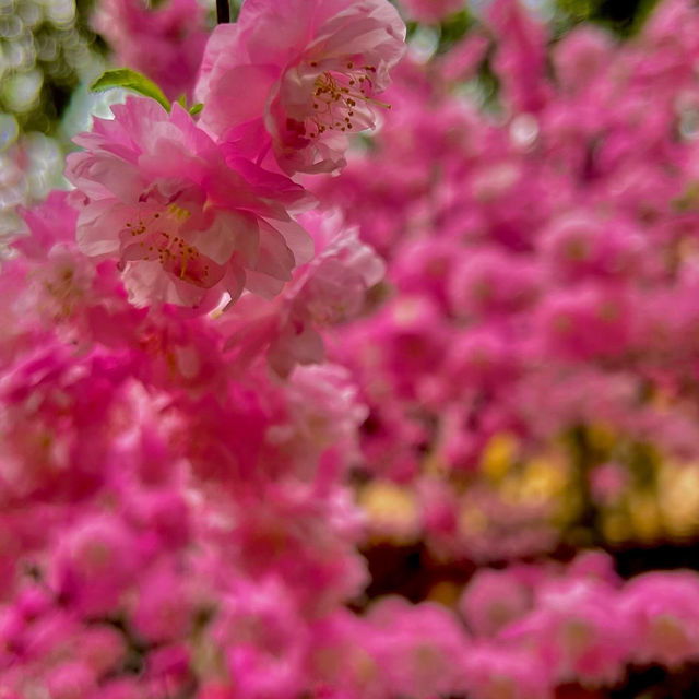 Beijing in Bloom!