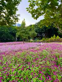 在佛山市區我找到了隱藏起來的花海公園