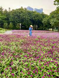 在佛山市區我找到了隱藏起來的花海公園