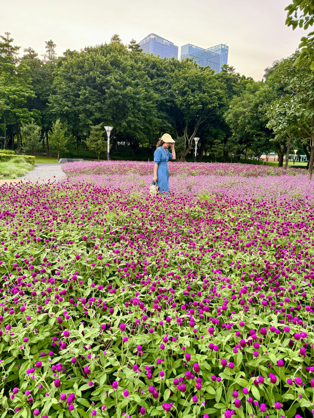 在佛山市區我找到了隱藏起來的花海公園