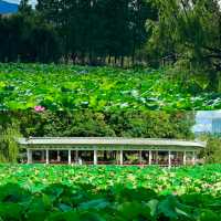 星辰之下的秘密花園……