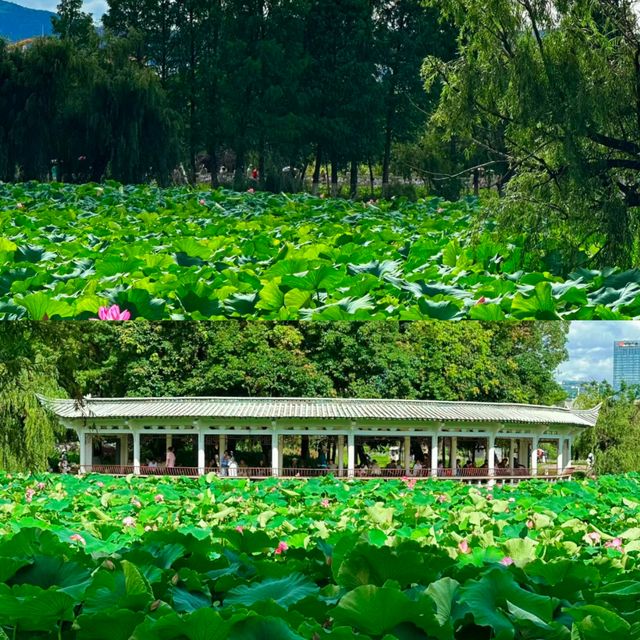 星辰之下的秘密花園……
