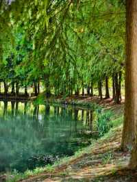 公園避暑 | 遇見超美的水上森林。。