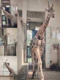 四川成都｜成都動物園，與動物親密接觸。