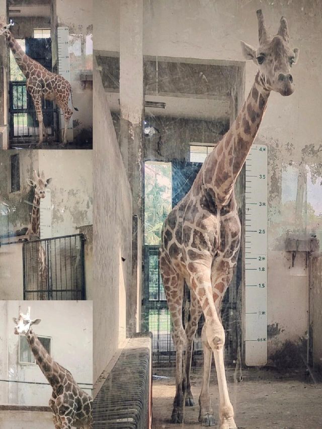 四川成都｜成都動物園，與動物親密接觸。