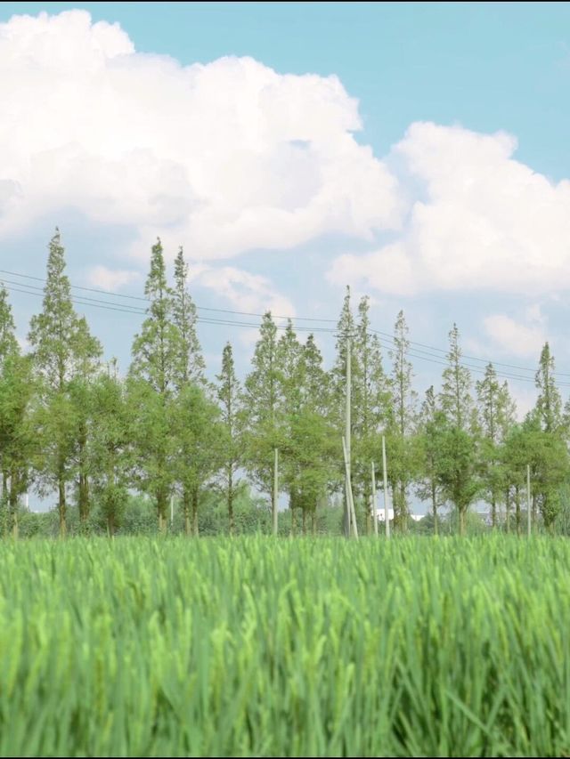 難以置信!昆山竟有如此別緻的咖啡室!|||千燈村裡的一家咖啡室 因一棵樹而誕生的店鋪 沿著稻田的小屋 。 難以置信!昆山竟有如此別緻的咖啡室!|||千燈村裡的一家咖啡室 因一棵樹而誕生的店鋪 沿著稻田的小屋 。