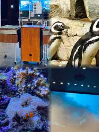 謝德水族館（Shedd Aquarium）旅遊攻略。