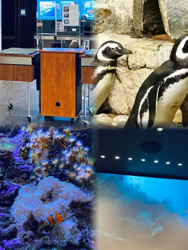 謝德水族館（Shedd Aquarium）旅遊攻略。