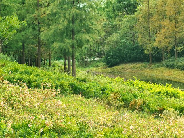 上海濱江公園：粉色浪漫花海等你來。