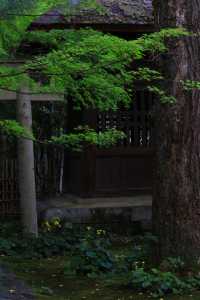 叡山電鐵「瑠璃光院」的途中可以去|蓮華寺。