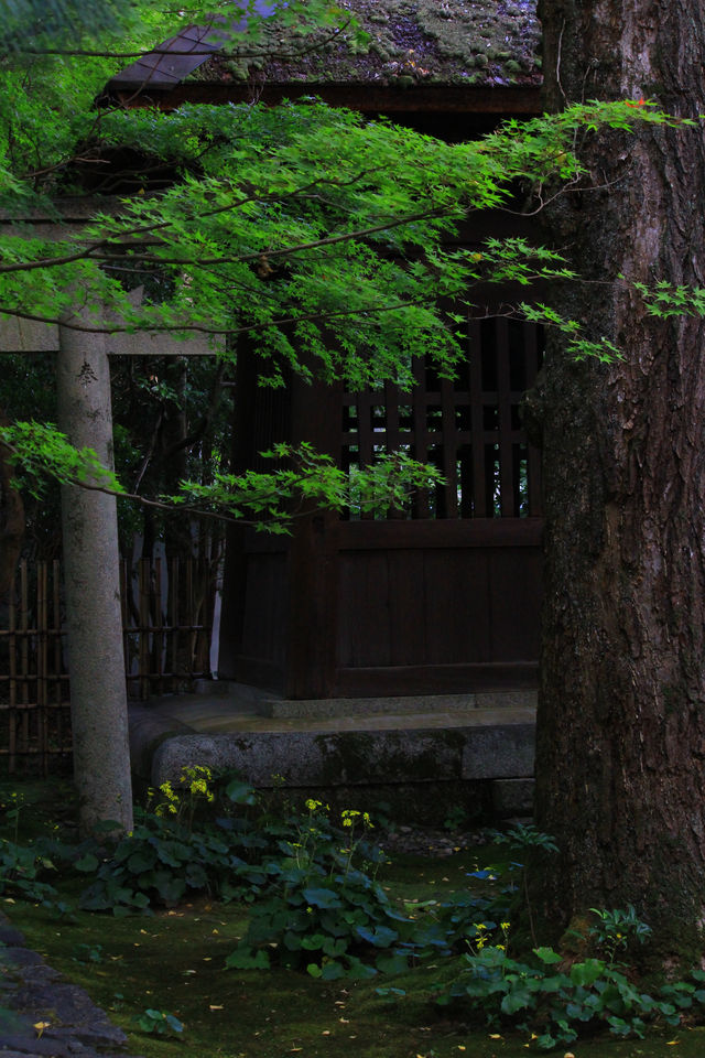 叡山電鐵「瑠璃光院」的途中可以去|蓮華寺。