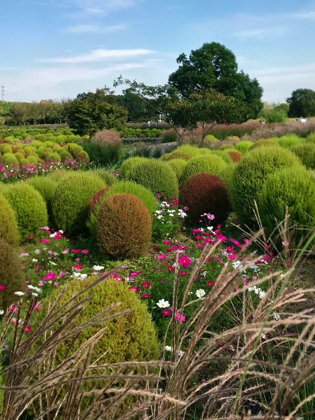不是共青，另一個「莫奈花園」來襲！。