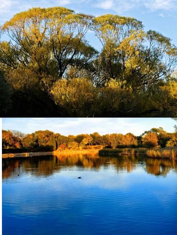 圓明園公園的絕美秋景即將消逝,趕快去欣賞吧。 圓明園公園的絕美秋景即將消逝,趕快去欣賞吧。