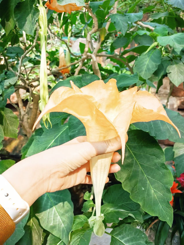一個超級夢幻的地方青島世博園植物園！！！。