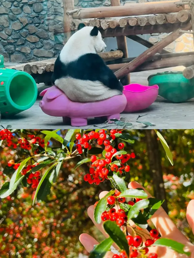 A one-day itinerary for Shennongjia. 