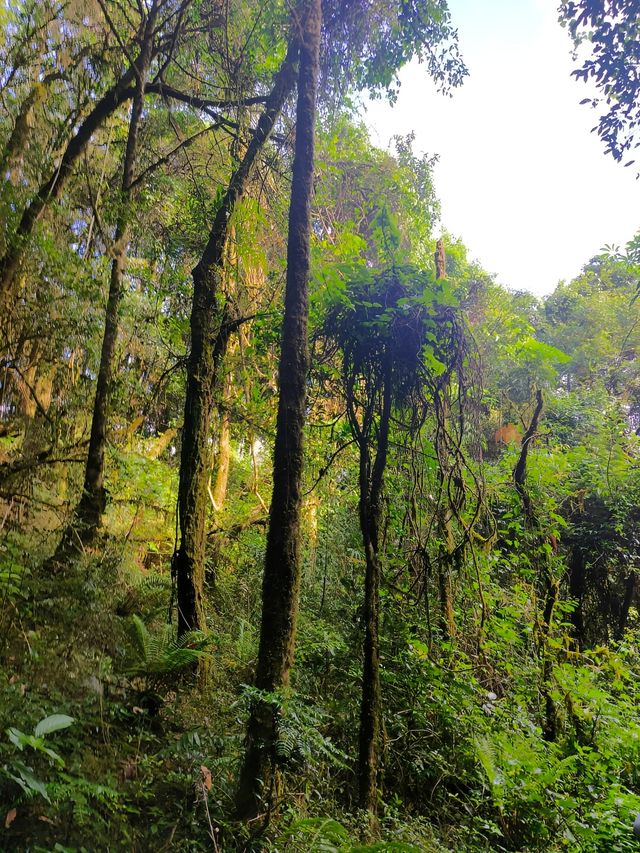 騰衝高黎貢山不上班就進山。