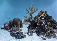 新英格蘭水族館：與海洋奇緣的邂逅之旅。