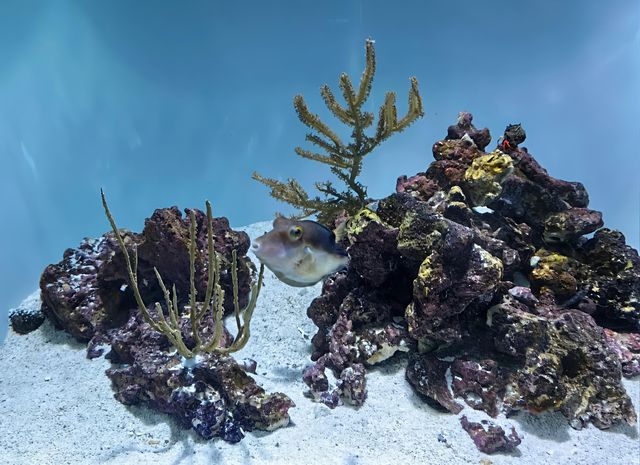 新英格蘭水族館：與海洋奇緣的邂逅之旅。