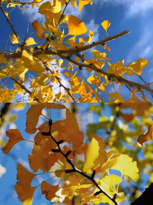 The thousand-year-old ginkgo trees are stunning. 
