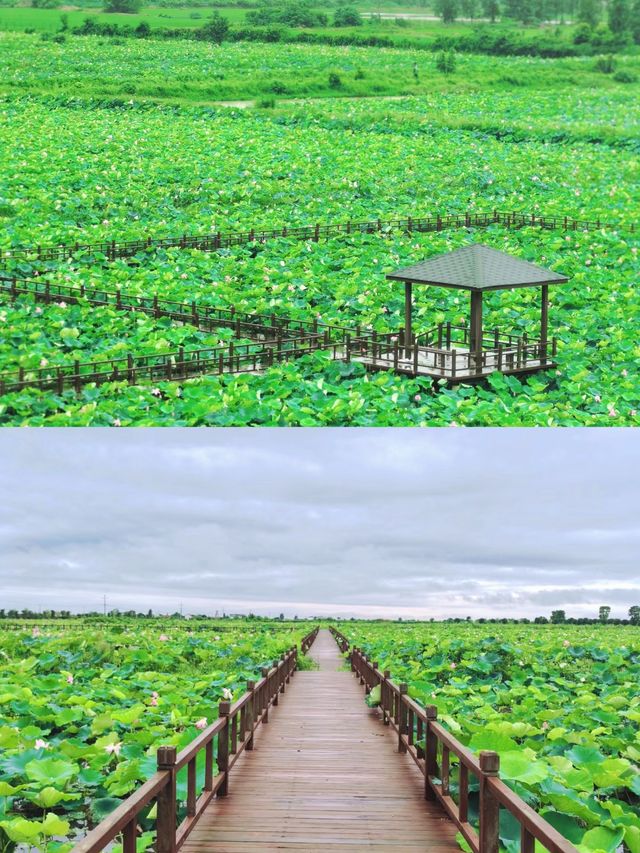 荷花博覽園綻放盛夏之美，驚艷你的朋友圈。