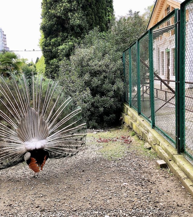 走進索契植物園，領略大自然的魅力。