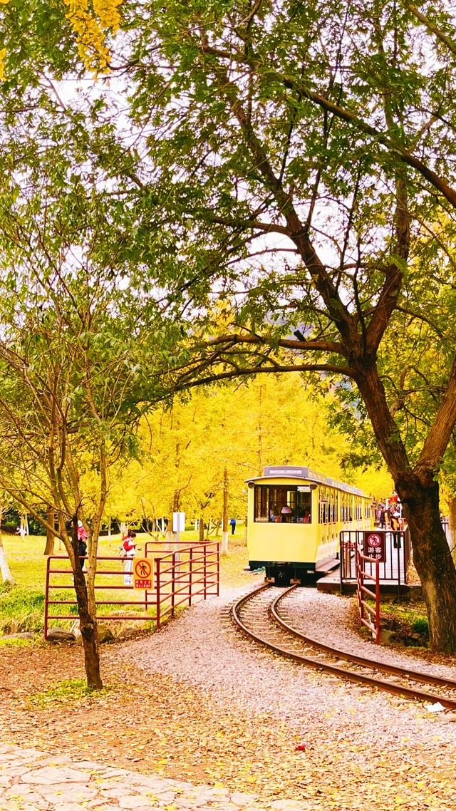 真沒去國外在浙江，開往秋天的童話列車。