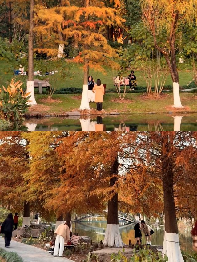 《鄞州公園的秋韻》。