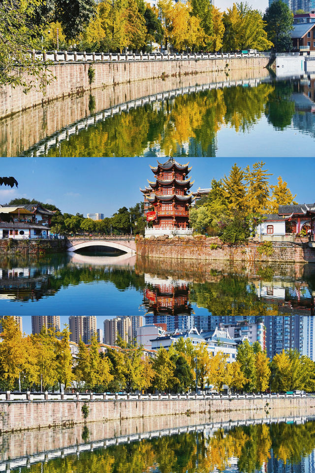 我在成都找到了北平的秋｜市區最美銀杏路線