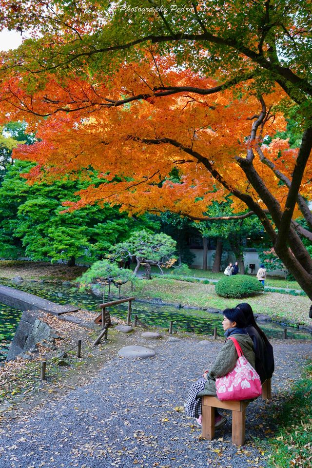 東京賞秋｜最後4天，這個精美的日式庭院不僅有紅葉