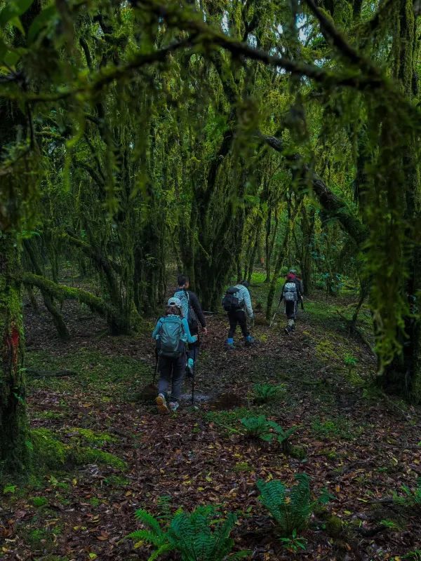 傳說中的雲南蟲谷，哀牢山原始森林