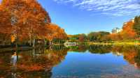 深秋的武漢解放公園——紅得發紫