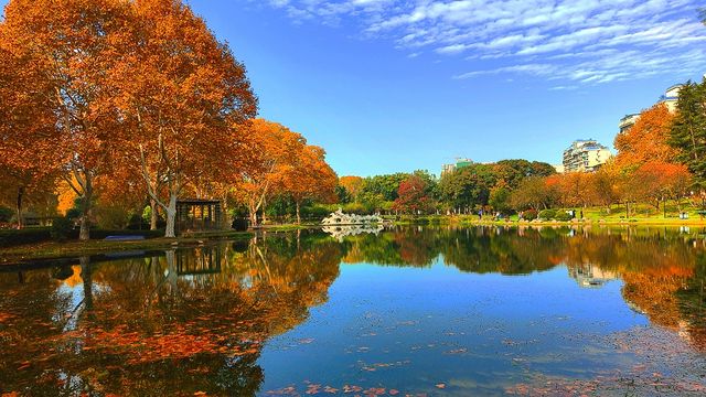 深秋的武漢解放公園——紅得發紫