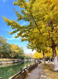 成都這裡的銀杏樹很有味道