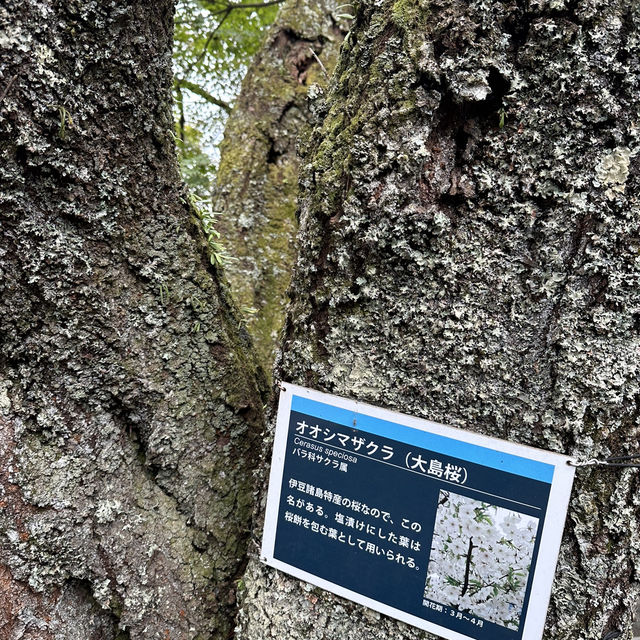 有免費足浴的東伊豆全景公園