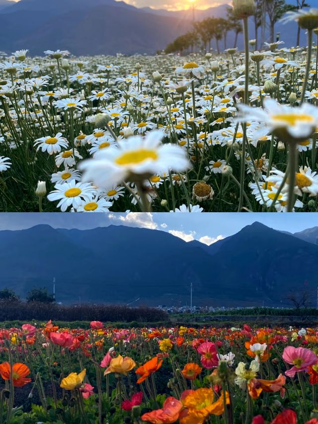 「夢幻大理，醉美花海！」