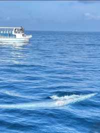 Magical Experience of Whale Watching in Mirissa