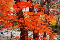 遼陽核伙溝森林公園丨東北小黃山