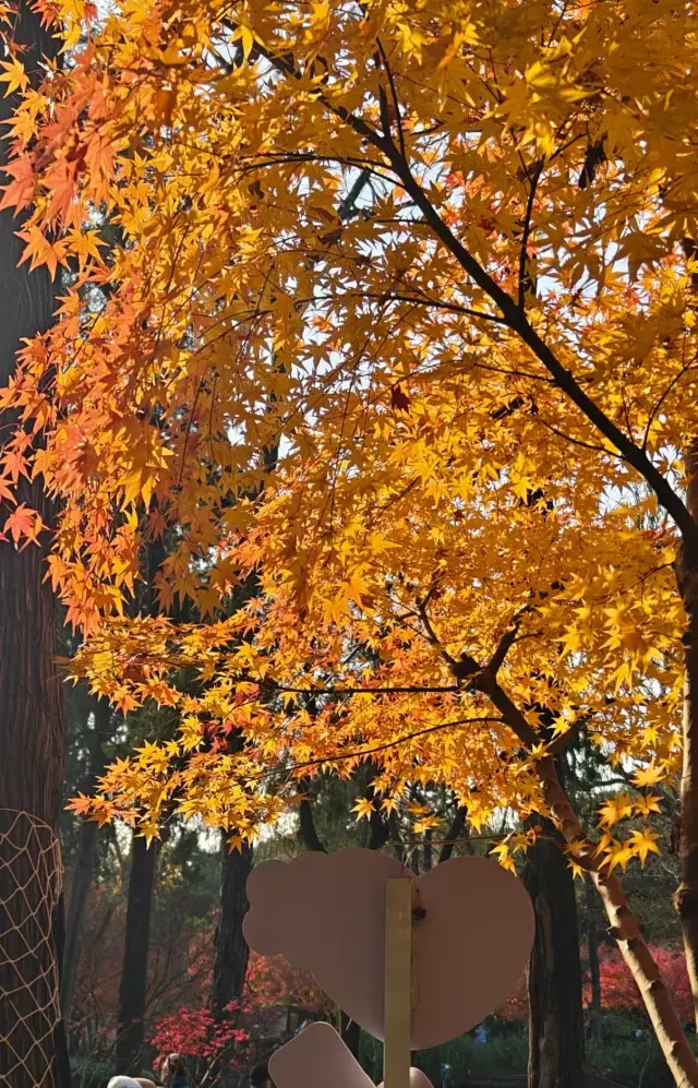 金陵の旅：栖霞山で紅葉狩り