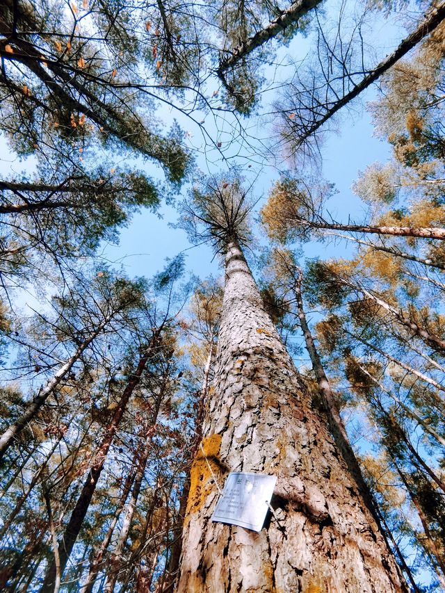 春節延邊4日遊 玩轉延邊不留遺憾
