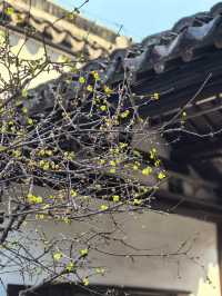 瞻園臘梅|江南無所有，聊贈一枝春