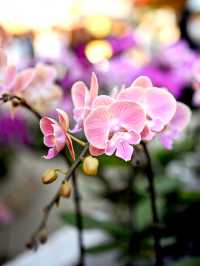 佛山陳村迎春花市｜逛花市過大年