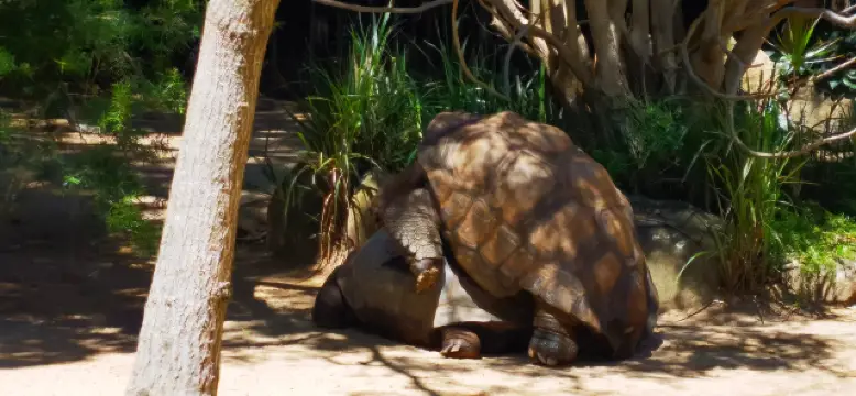 既看動物又看景