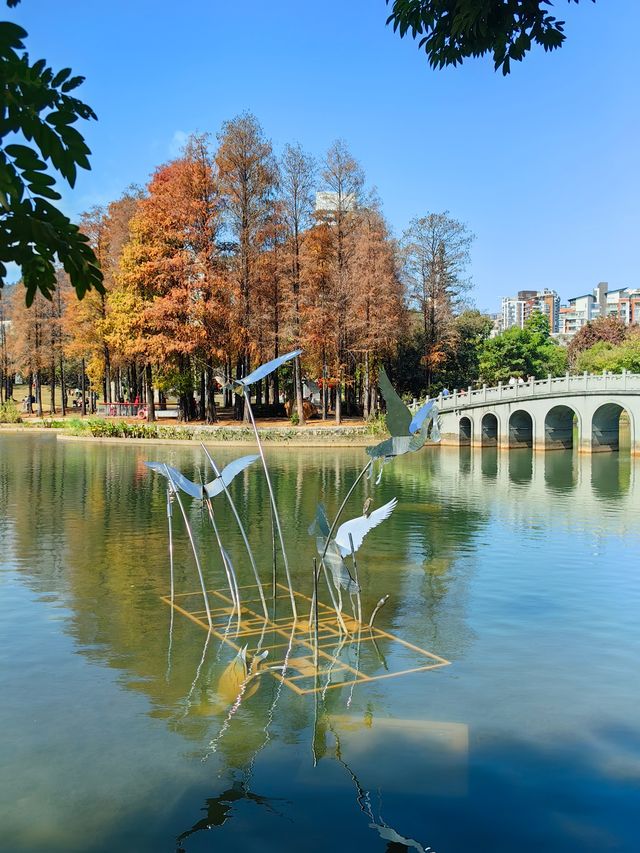 落羽杉