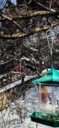 棋盘山下尋年味，向陽寺裏祈新福