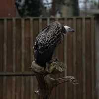 Explore the Wonders of London Zoo