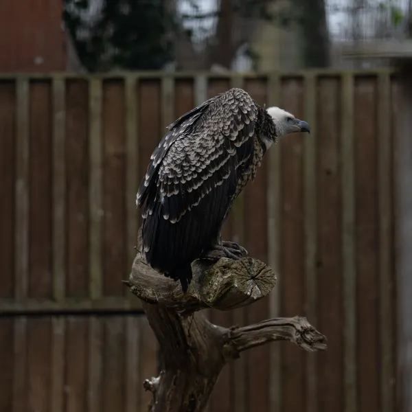 Explore the Wonders of London Zoo