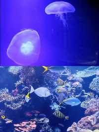 休斯頓市中心水族館的旅遊攻略